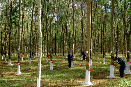 Rubber export prices up 88 percent